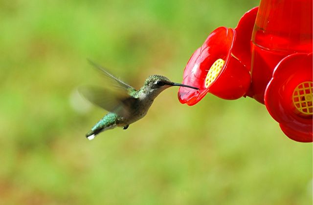 How Far Do Hummingbirds Fly Without Eat or Drink?