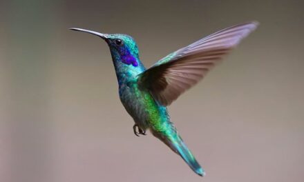 How Far Do Hummingbirds Fly Without Eating or Drinking?