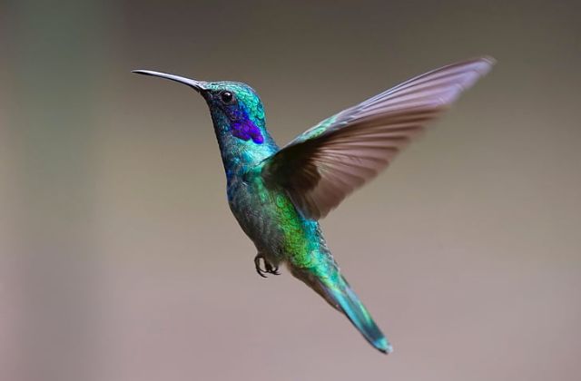 How Far Do Hummingbirds Fly Without Eating or Drinking?