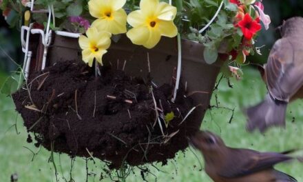 How To Stop Birds Destroying Hanging Baskets?