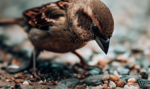 Why Do Birds Eat Rocks?