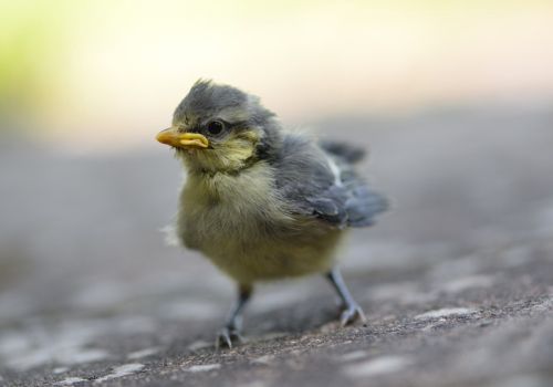 Do Birds Eat Their Kids's Poop